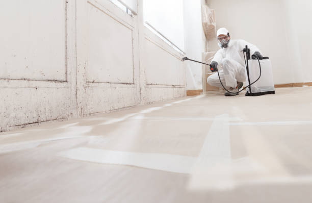 Black mold remediation team in Kensington