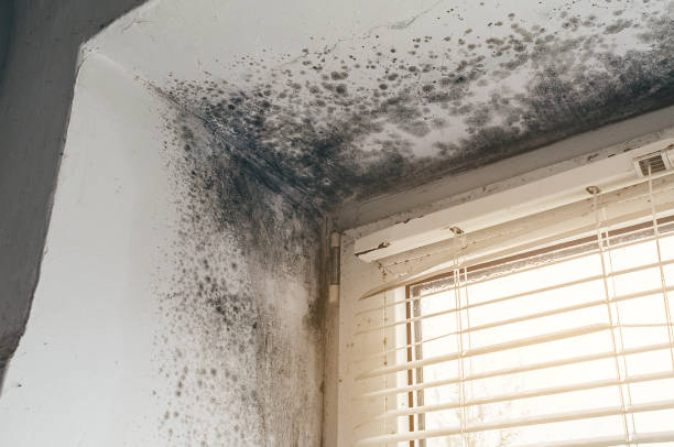 Mold Removal service in Kensington